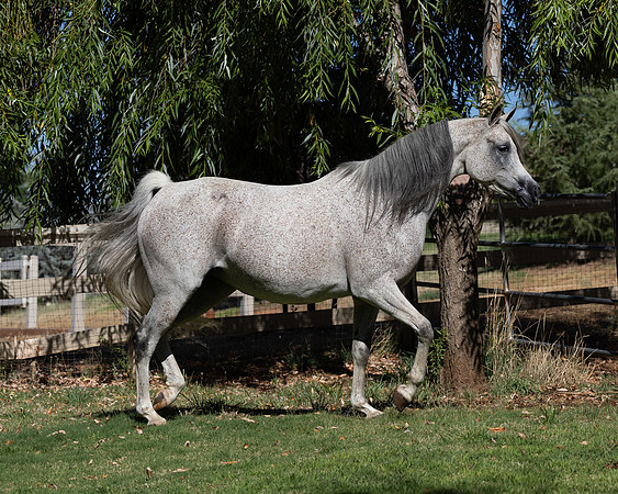 PA Makkena-2610