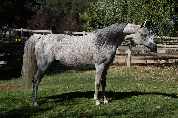 PA Makkena-2757