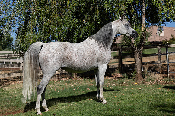 PA Makkena-3068