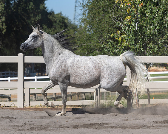 PA Makkena-4684