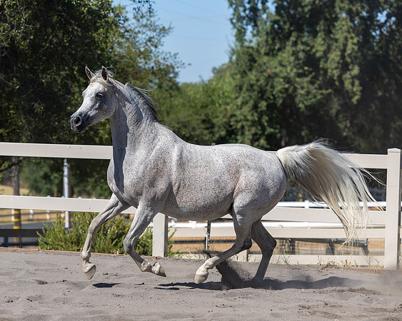PA Makkena-4692