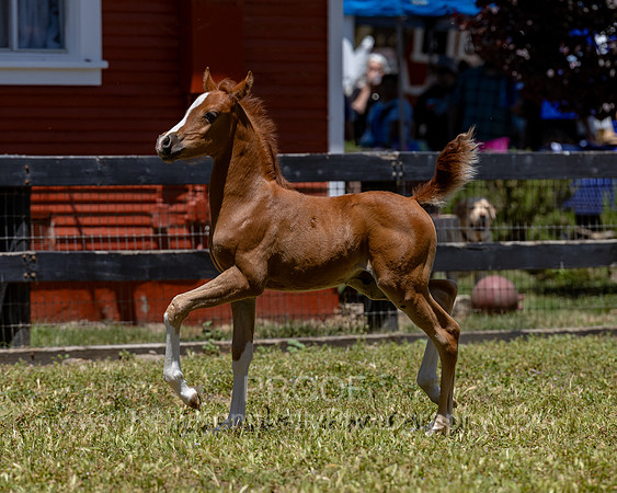 ShermanRanch0524_2279