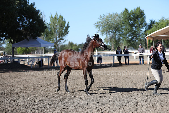 DAHA_Spring21_Fri_1197