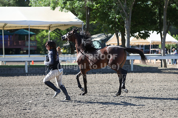 DAHA_Spring21_Fri_1207