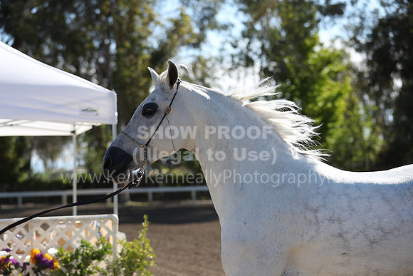 DAHA_Spring21_Fri_1242