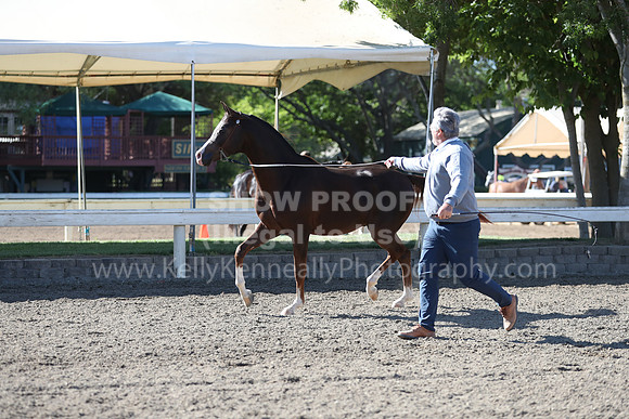 DAHA_Spring21_Fri_1289