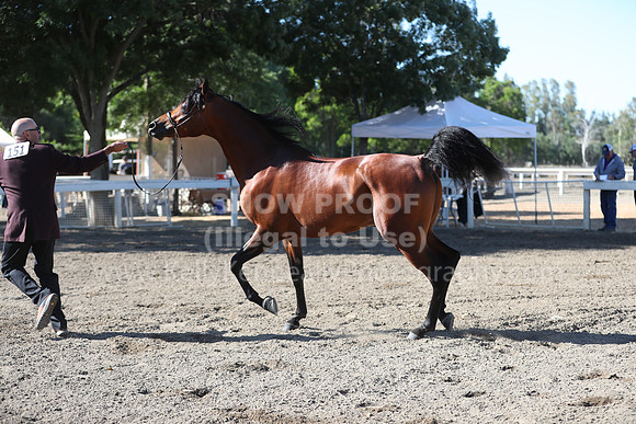 DAHA_Spring21_Fri_1298