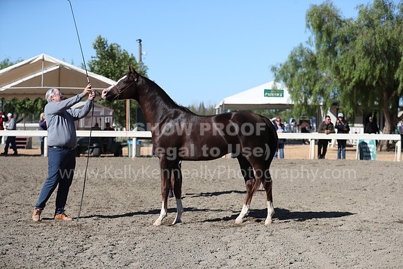 DAHA_Spring21_Fri_1313