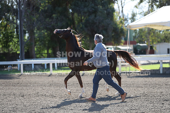 DAHA_Spring21_Fri_1317