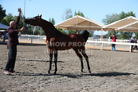 DAHA_Spring21_Fri_1325