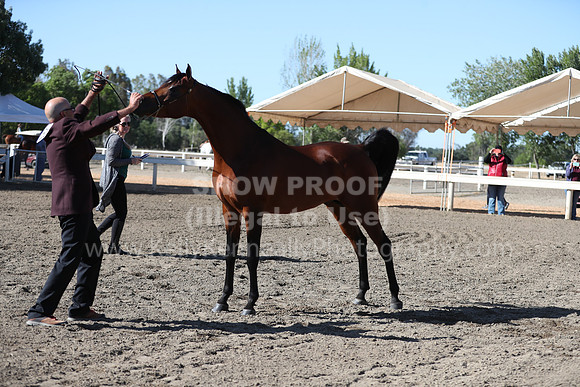DAHA_Spring21_Fri_1326