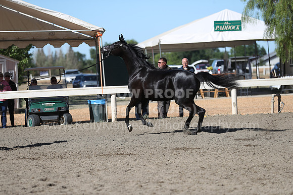 DAHA_Spring21_Fri_1351
