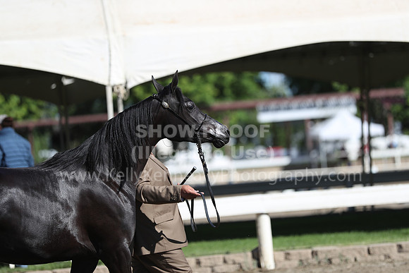 DAHA_Spring21_Fri_1370