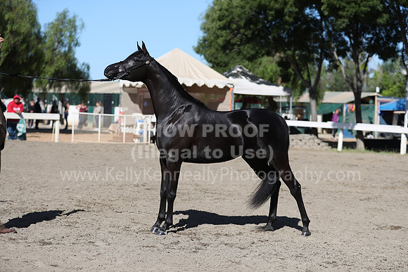 DAHA_Spring21_Fri_1376