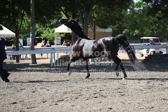 DAHA_Spring21_Fri_1406
