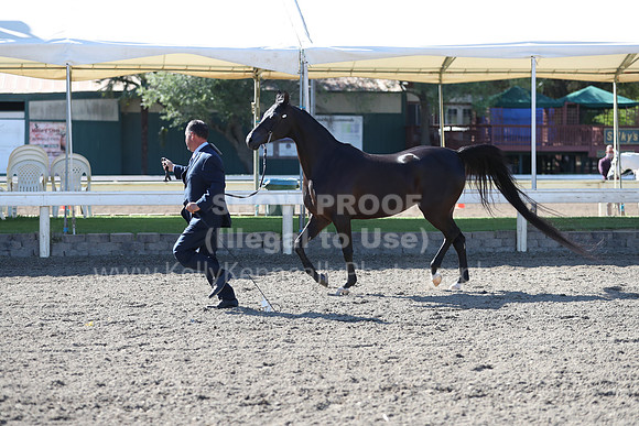DAHA_Spring21_Fri_1415