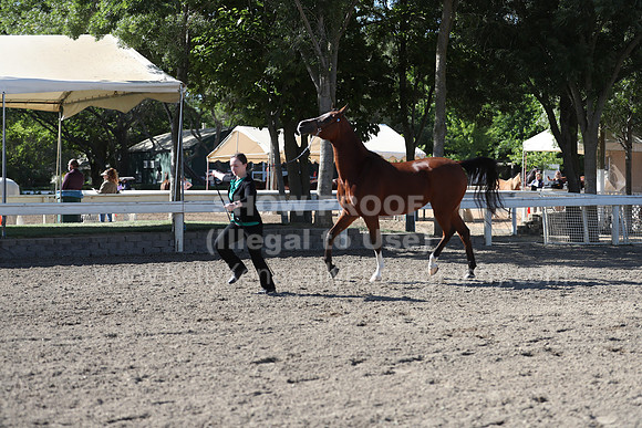 DAHA_Spring21_Fri_1428