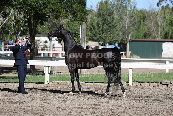 DAHA_Spring21_Fri_1439