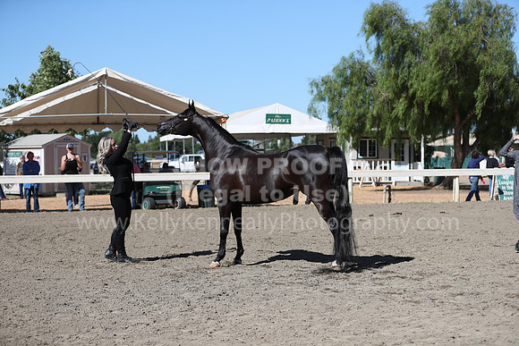 DAHA_Spring21_Fri_1508