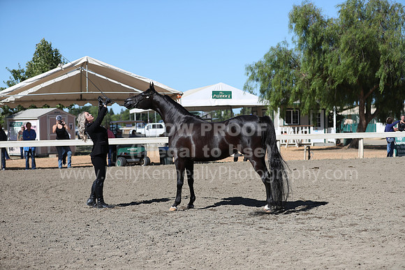 DAHA_Spring21_Fri_1509