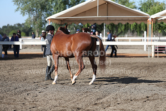 DAHA_Spring21_Sat_2573