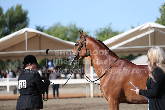 DAHA_Spring21_Sat_2660