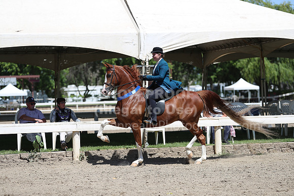 DAHA_Spring21_Sun_5046