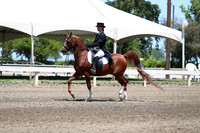 Class 179 Arabian English Show Hack Championship