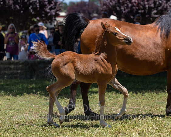 ShermanRanch0524_2155