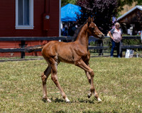 ShermanRanch0524_2480