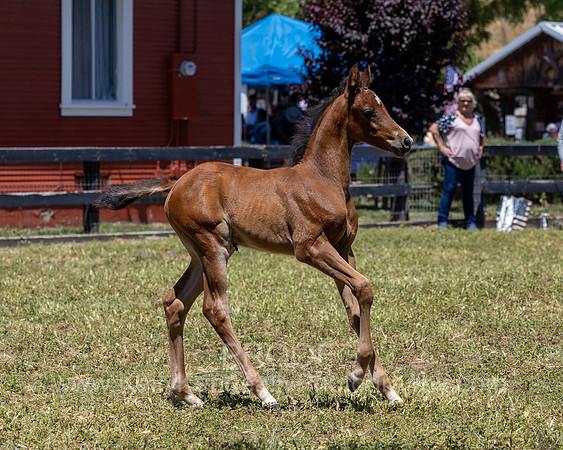 ShermanRanch0524_2480