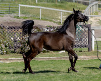 Catelya_0425_6967