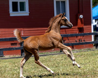 ShermanRanch0524_0197