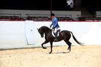 Class 80 Arabian Hunter Pleasure Limit Horses