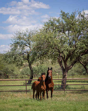 RS_Mare&Foal_7415
