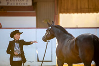 Performance Halter Championships