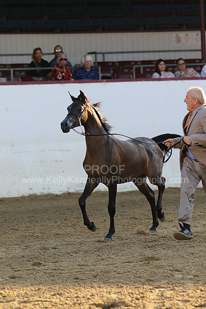 R221_CH_B_9221