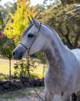 OmElJaya23_0011