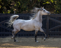 OmElJaya23_0033