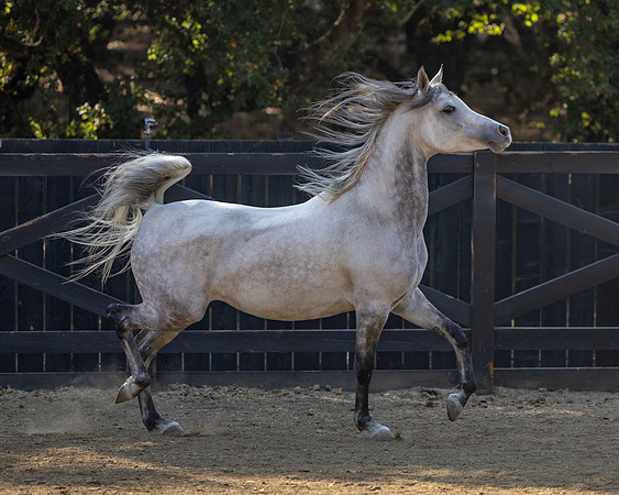 OmElJaya23_0033