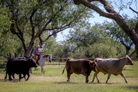 RS_CowWork_5958