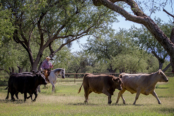 RS_CowWork_5958