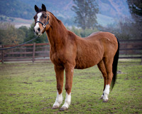 NotorriousDec17_0822