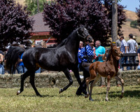 ShermanRanch0524_3222