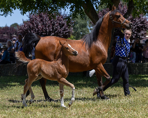ShermanRanch0524_2165