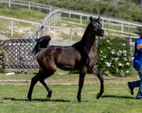 Catelya_0425_6978