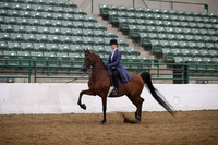 Class 259 Arabian Country English Pleasure Championship ATR Select