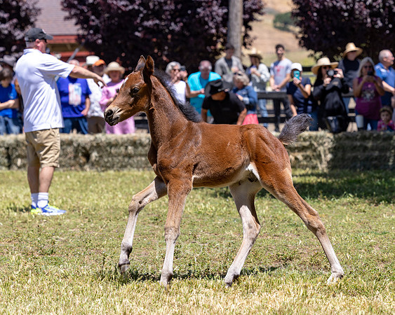 ShermanRanch0524_3063