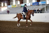 Class 20 Arabian Hunter Pl ATR Choice/Elite