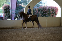 Class 38 HA/AA Hunter Pleasure Walk/Trot JTR 11-18